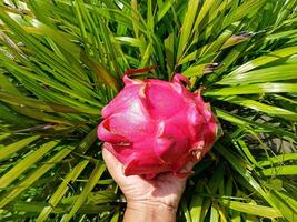 Dragon fruit isolated on grass background photo