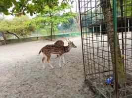 Natural Marsh Deer Lying in The Park photo