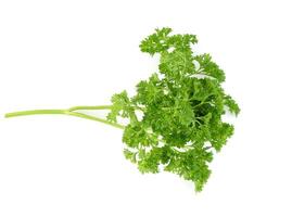 Top view of Parsley isolated on white background photo