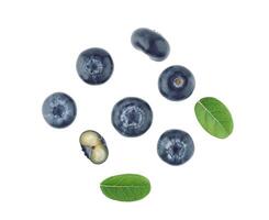 blueberries with green leaf isolated on white background. top view photo