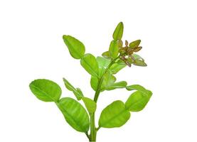 Top Kaffir lime leaf isolated on white background photo