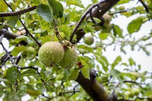 Green apples hanging from tree branches with a rain drops photo