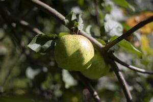 Apple on a branch. Fresh fruit. Green apple. photo