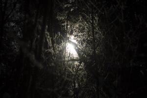 Light through frozen branches. Light and shadow. The sun shines through the plants. photo