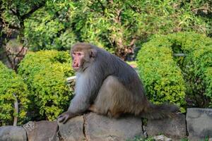 Monkey sitting outdoor background nature wildlife photo