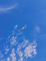 A white gull soaring gracefully against a backdrop of a clear blue sky dotted with fluffy white clouds. A bird, decorated with the distinctive black feathers on its wings photo