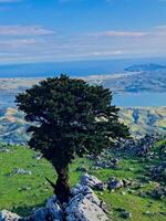 Nature from above with this top view of a landscape adorned with a solitary tree. The scene captures the magic of rolling hills, shimmering lakes, and vibrant plants that create a vivid tapestry below photo
