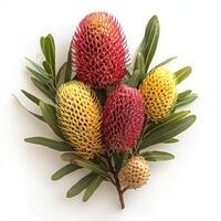 A stunning display of vibrant Australian banksia flowers showcases breathtaking red and yellow blooms with lush green leaves against a pristine white background, enhancing their beauty photo