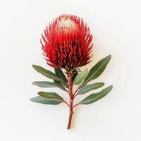 A stunning Australian banksia flower displays beautiful red and yellow blooms with lush green leaves, set against a pristine white background that highlights its beauty and uniqueness photo