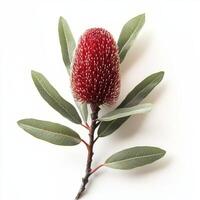 A striking and visually captivating image of an Australian banksia flower, featuring vibrant red and yellow blooms, enhanced by lush green leaves that stand out against a clean white background photo