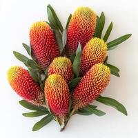 The Australian banksia flower features vibrant red and yellow blooms, creating a striking contrast with lush green leaves, enhancing any gardens visual appeal against a simple white background photo
