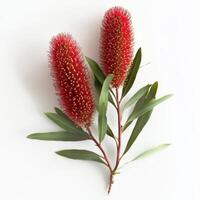 A stunning and vibrant Australian banksia flower that showcases striking red and yellow blossoms, beautifully surrounded by lush green leaves, ideal for creating eyecatching floral arrangements photo