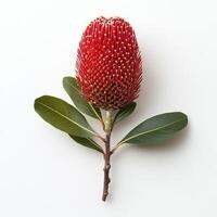 The vibrant red and yellow Australian banksia flower, contrasted with lush green leaves, stands out against a clean white backdrop, showcasing natures beauty in a striking visual appeal photo