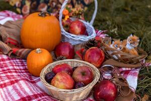 Autumn picnic in nature with apples. Apples and pumpkins on a blanket in nature photo