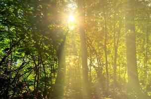 Beautiful view into a dense green forest with bright sunlight casting deep shadow photo