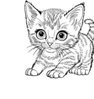 A kitten coloring page with a black and white outline vector