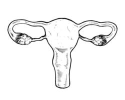 Detailed illustration of the female reproductive system, including the uterus, ovaries, and fallopian tubes. Hand drawn sketch in black and white, ideal for medical or biological purposes vector