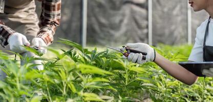Couple Engaged in Cannabis Gardening in a Greenhouse Setting with Focus on Sustainable and Organic Cultivation Practices photo