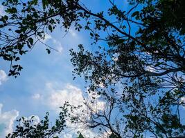 a view of the sky through the branches of trees photo