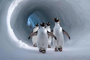 Group of penguins are walking in a snow tunnel photo
