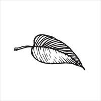 Crisp black and white leaf illustration with textured details. Great for seasonal decor, nature-inspired designs, or elegant artistic projects vector