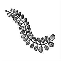 Intricate black and white fern leaf sketch, ideal for botanical designs, natural decor, or minimalist-inspired art projects vector