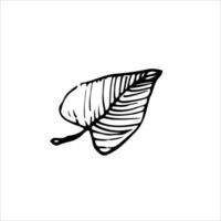 Minimalist black and white leaf sketch with intricate details. Ideal for botanical art, autumn-inspired decor, or elegant nature designs vector