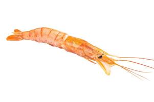 Fresh red Argentine shrimp, raw Prawn Langostino Austral isolated on white background. top view photo