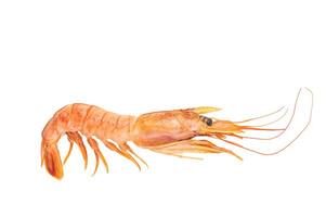 Raw red Argentine shrimps, Prawns Langostino Austral isolated on white background. top view photo