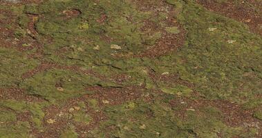 View of the land and rocks in the forest. top view natural. mossy rocks photo