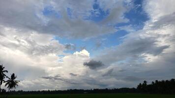 Cloudy Sky Over Lush Green Field with Palm Trees photo