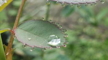 Water Droplets on a Green Leaf with a Red Stem photo