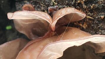 Close-up of a Single, Smooth, Pale-Brown Mushroom in a Forest photo