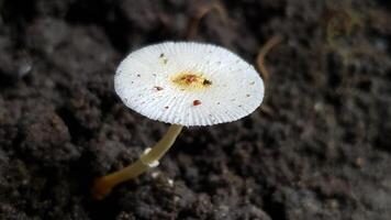 Close-up of a small white mushroom with a brown center growing in dark soil photo