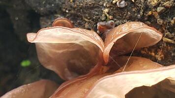 Close-up of a pale brown mushroom with a web of thin threads photo