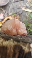 Close-up of a Jelly Fungus Growing on a Tree Trunk photo
