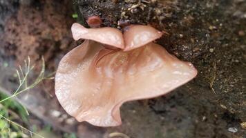 A Single Ear Mushroom Growing On A Tree Trunk photo