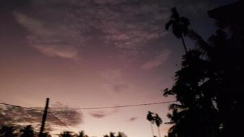 Silhouetted Palm Trees Against a Pink and Purple Twilight Sky photo