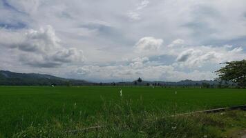 Lush Green Rice Paddy Field with Rolling Hills and Cloudy Sky photo