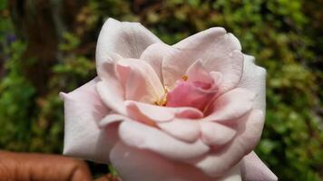 A Delicate Pink Rose with Fuzzy Petals photo