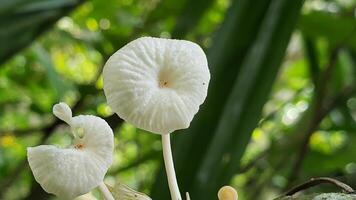 Close-up of White Mushrooms Growing on a Branch in a Green Forested Area photo