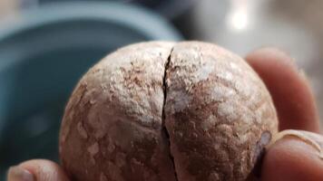 Close-up of a Cracked Macadamia Nut Shell photo