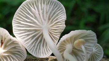 White Mushrooms with Delicate Gills Growing on a Forest Floor photo