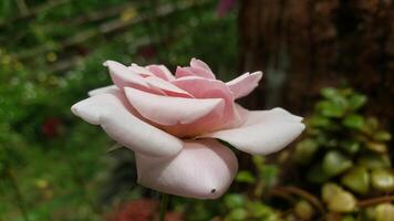 A Single Pink Rose Bud in a Garden Setting photo