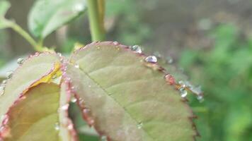 Dewdrops on a Rose Leaf with Blurred Background photo