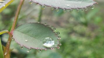 Dew Drops Adorning a Rose Leaf Edge photo
