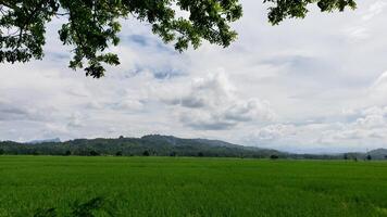 Green Rice Paddy Field with Tree Branches Framing Cloudy Sky and Distant Mountains photo