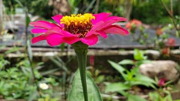 A Single Pink Zinnia Flower with Yellow Center in Focus, Green Foliage Blurred in Background photo