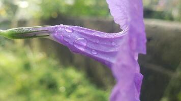 Close-up of a Purple Flower Petal Covered in Dew Drops photo