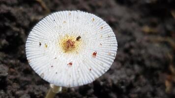 Close-up of a White Mushroom with Red Spots on a Dark Background photo